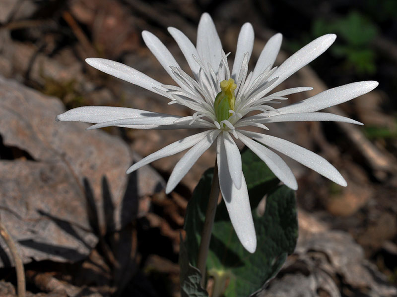 Sanguinaria canadensis