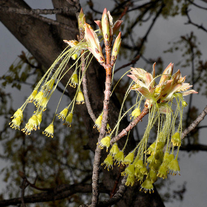 Acer nigrum