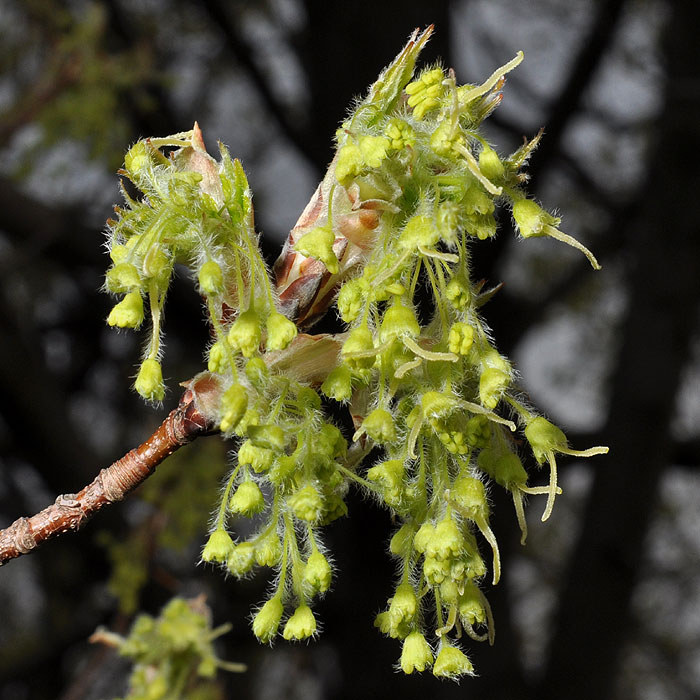 Acer nigrum