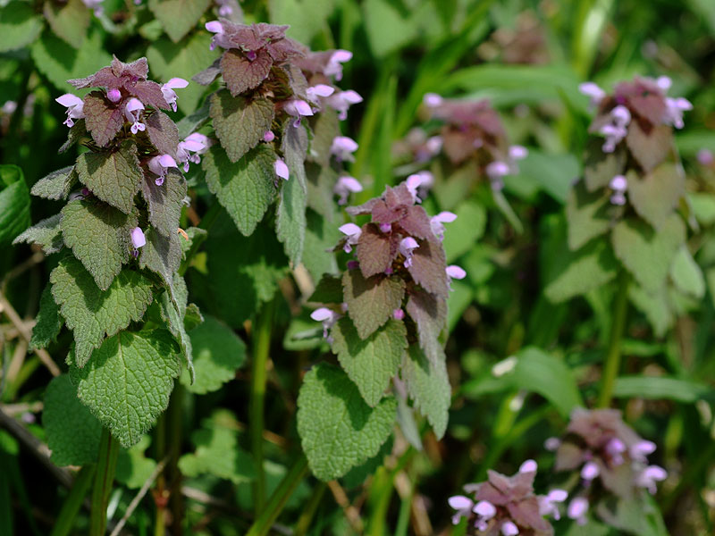 Lamium purpureum