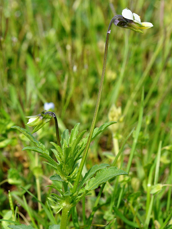 Small Wild Pansy