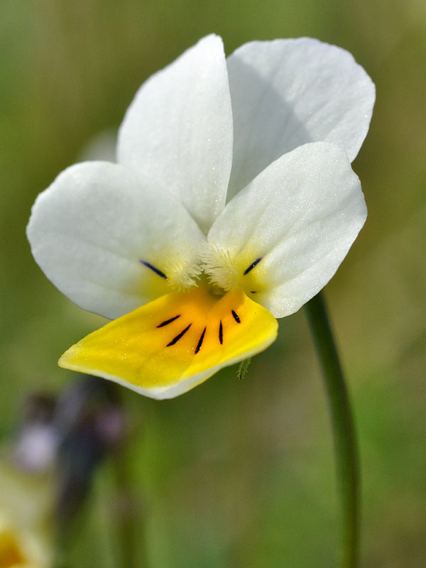 Viola arvensis