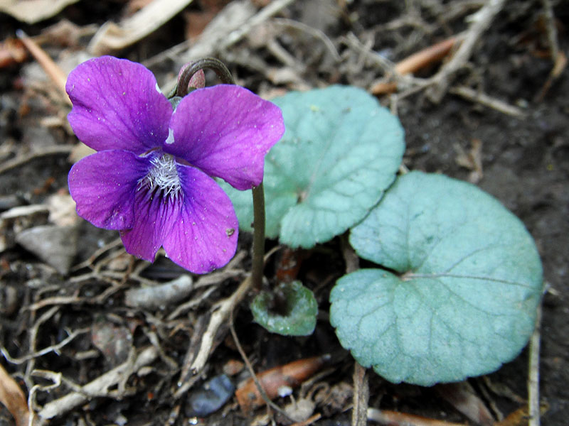 Viola hirsutula