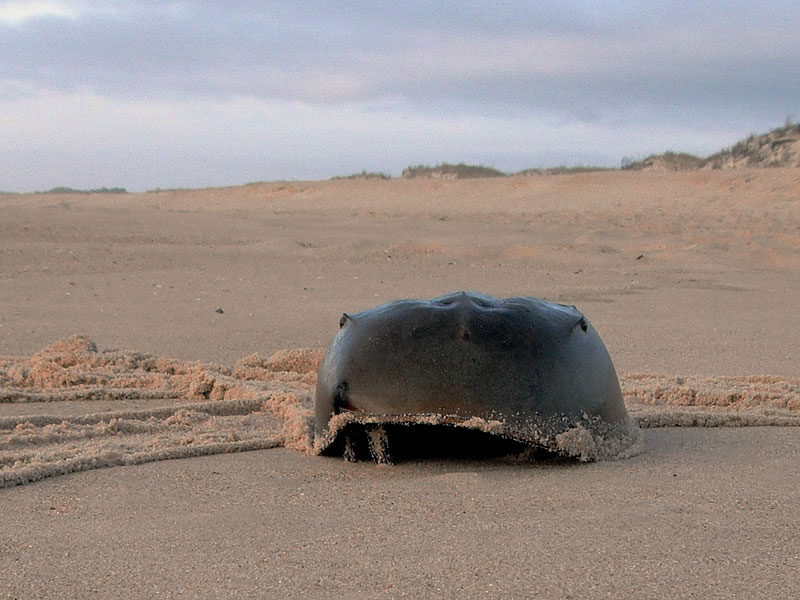 Horseshoe crab<br>Cape Henlopen State Park, April 2011