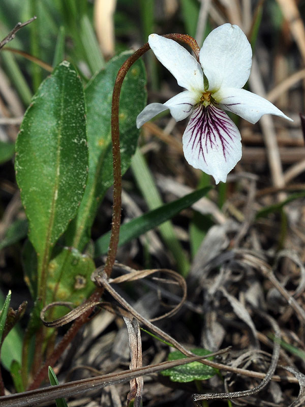 White Lance-leaf Violet