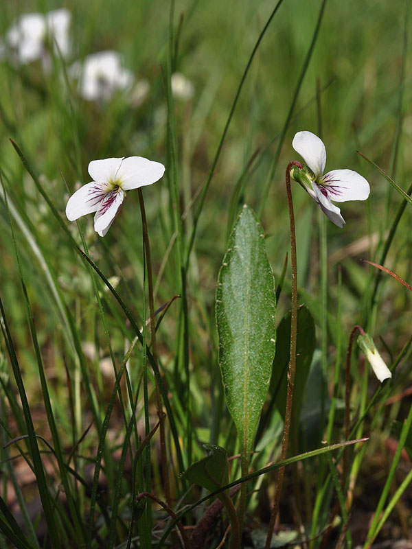 White Lance-leaf Violet