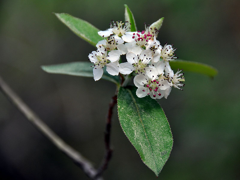 Aronia arbutifolia