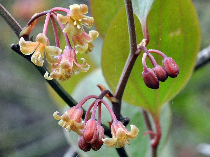 Smilax rotundifolia