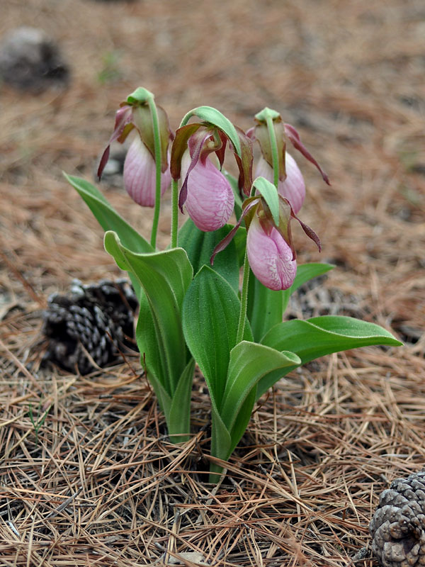 Pink Lady's-slipper