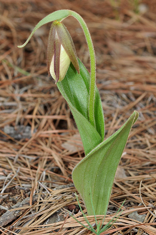 Pink Lady's-slipper