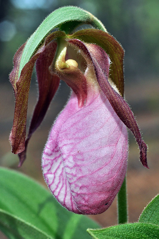 Pink Lady's-slipper