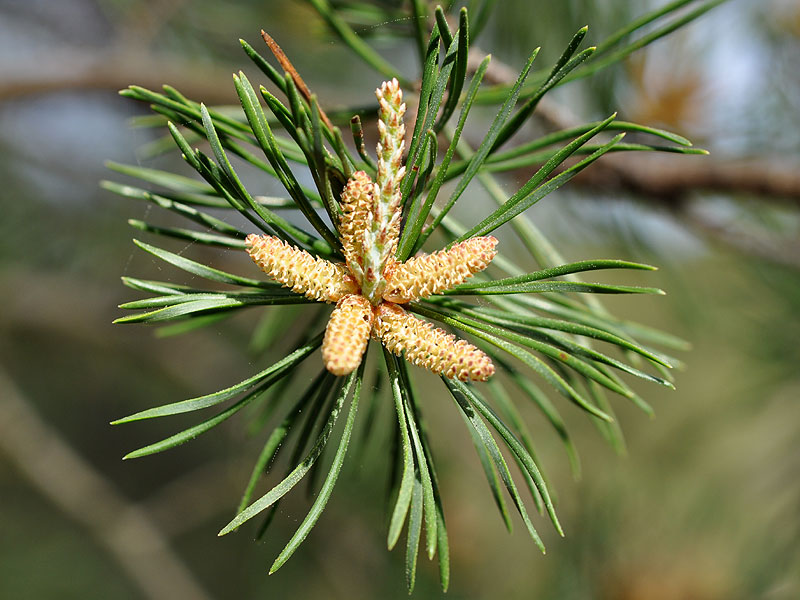 Pinus virginiana