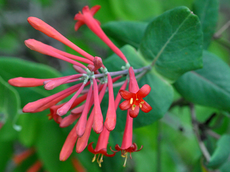 Lonicera sempervirens var. sempervirens