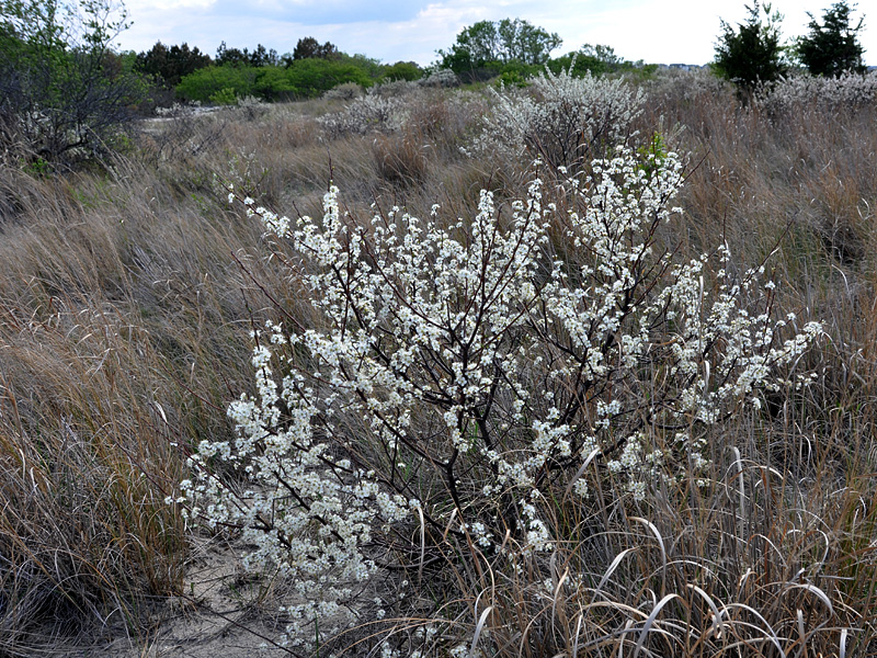 Prunus maritima