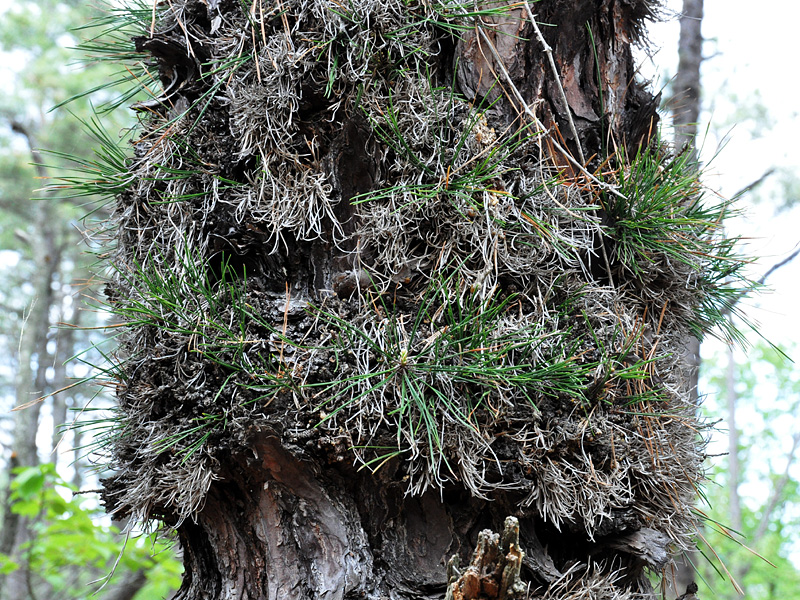 Pinus rigida