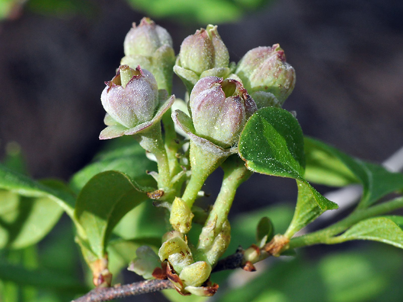 Gaylussacia frondosa