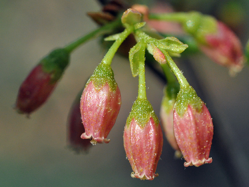 Gaylussacia frondosa
