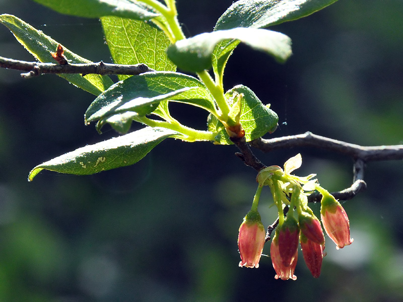 Gaylussacia frondosa