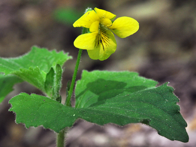 Downy Yellow Violet