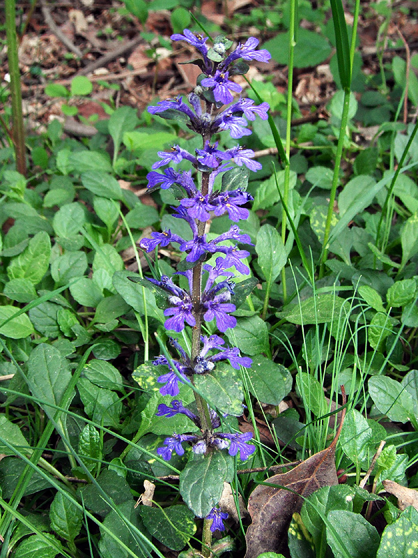 Carpet Bugleweed