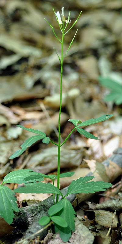 Cardamine angustata