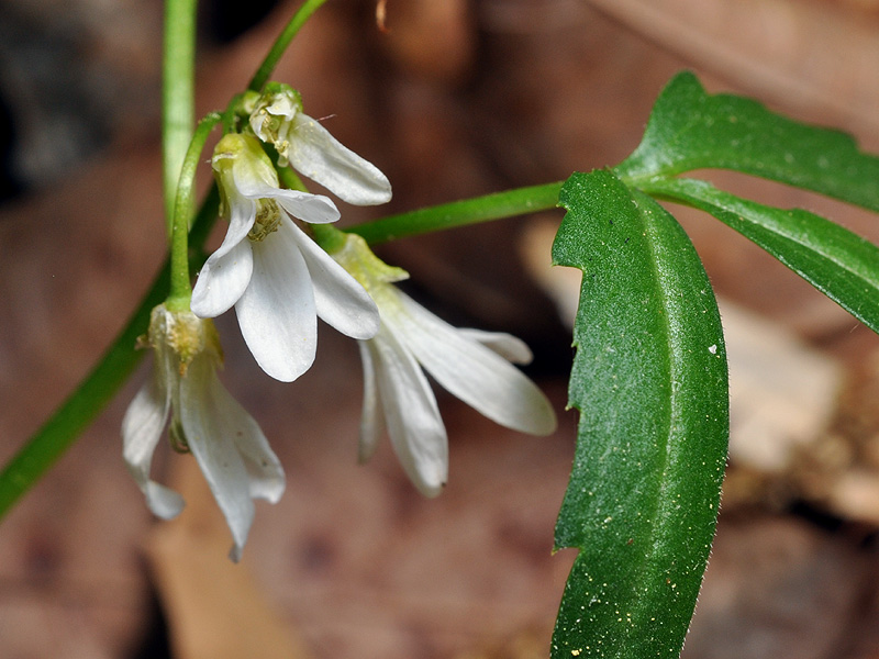 Cardamine angustata