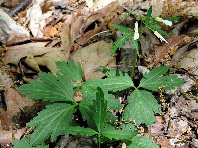 Cardamine angustata