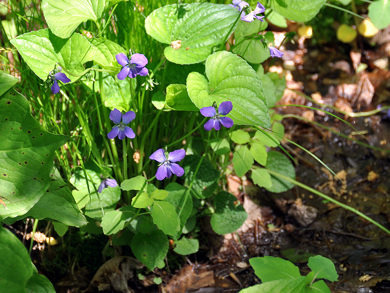 Viola cucullata