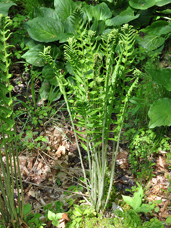 Cinnamon Fern