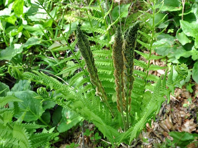 Osmundastrum cinnamomeum var. cinnamomeum