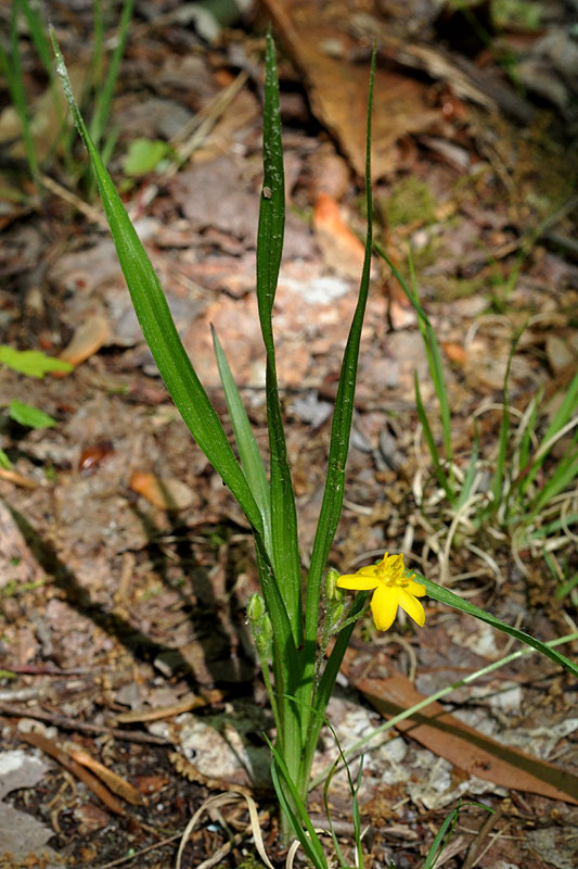 Eastern Yellow Stargrass