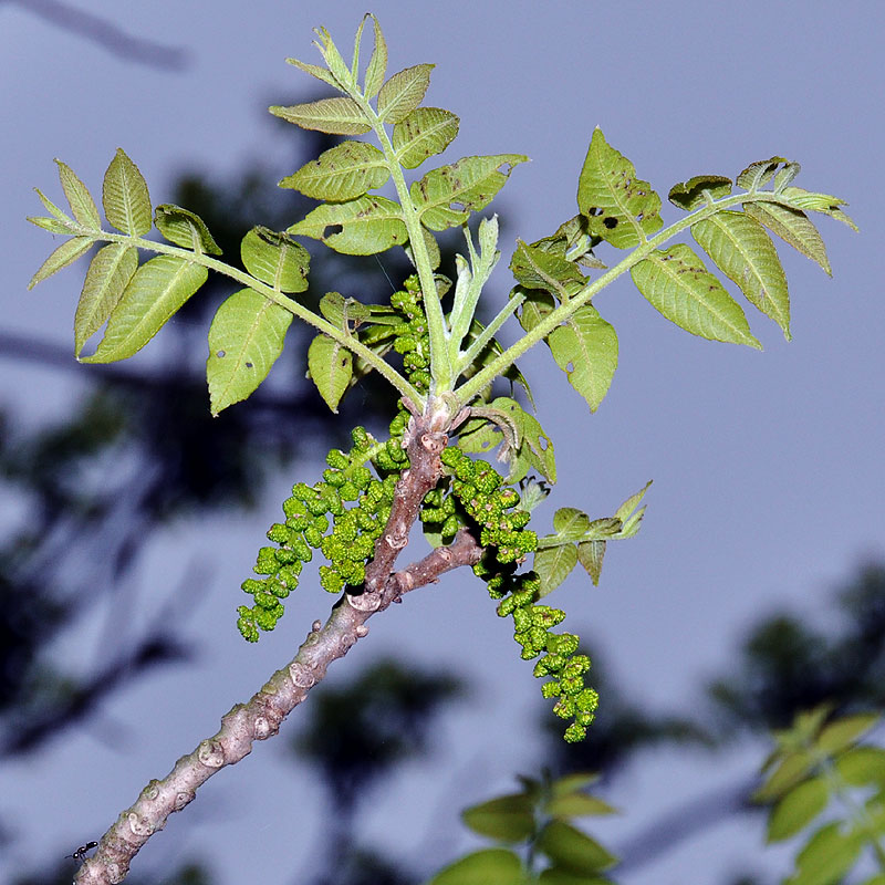 Black Walnut