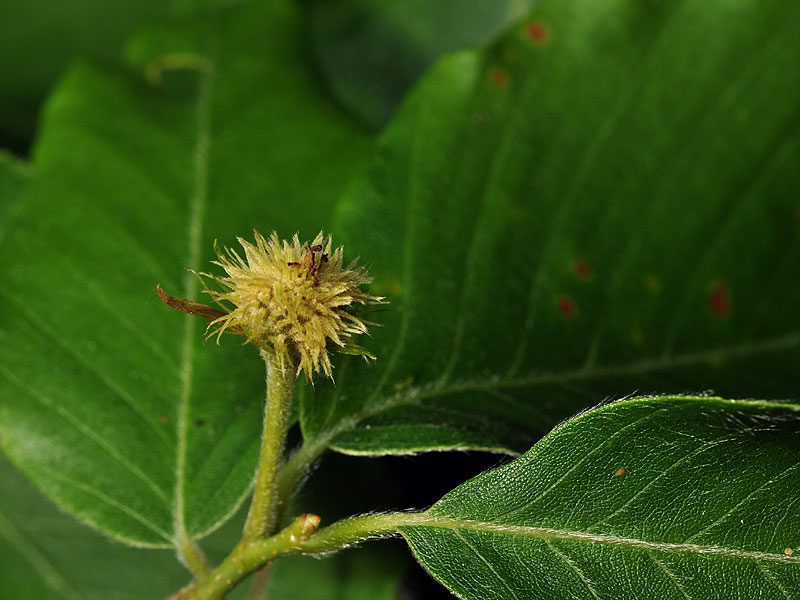 American Beech