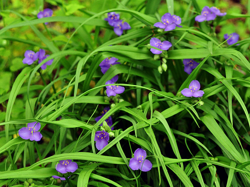 Tradescantia virginiana