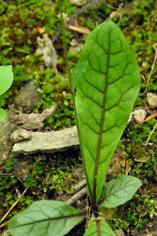 Hieracium venosum