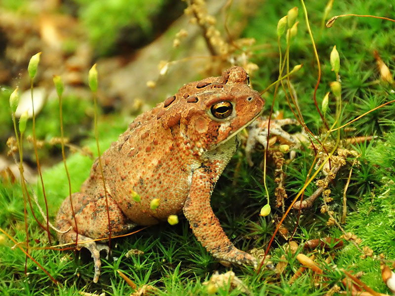 American toad?<br>White Clay Creek State Park, May 2011