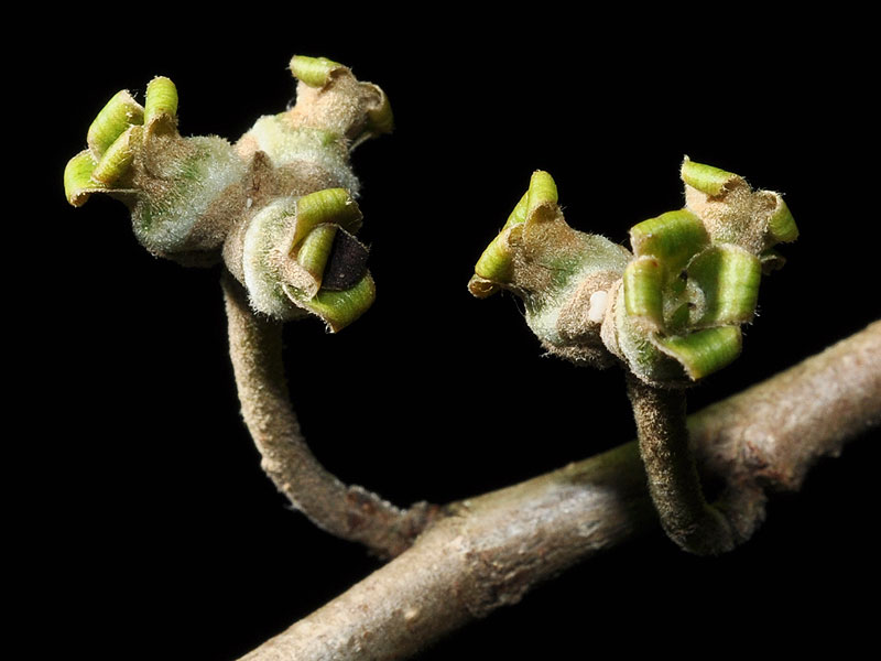 Hamamelis virginiana var. virginiana