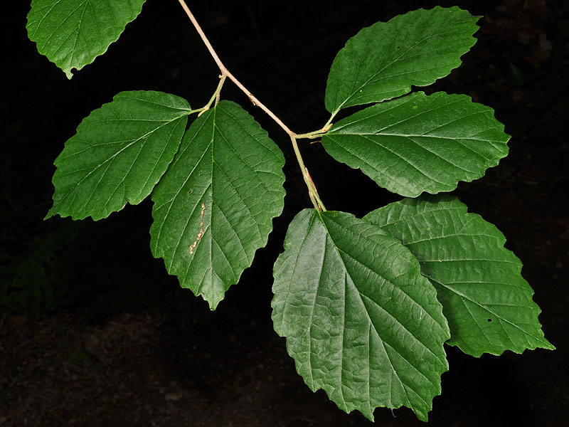 American Witch-hazel