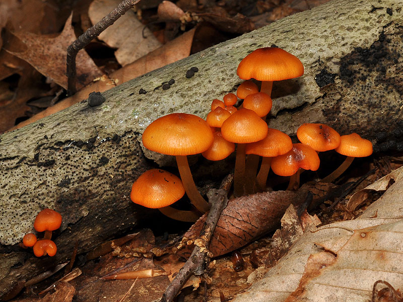 White Clay Creek State Park, May 2011