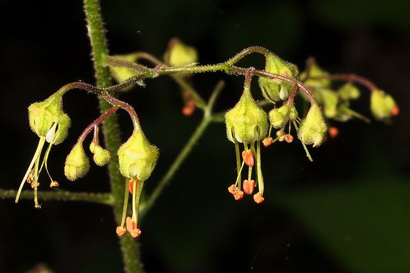 American Alumroot