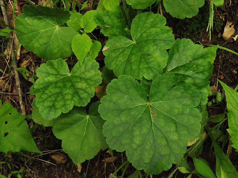 American Alumroot