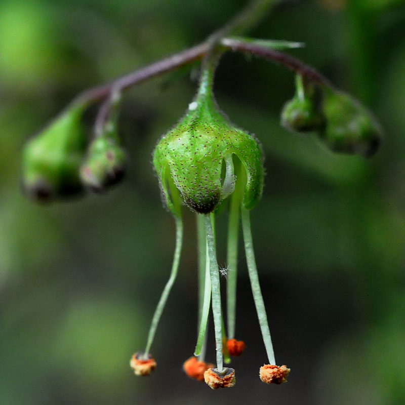 American Alumroot