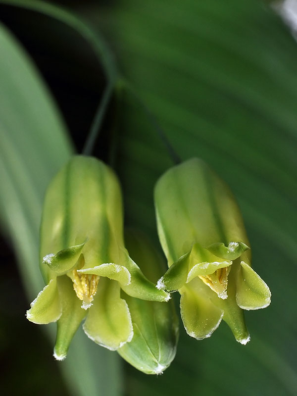 Polygonatum biflorum var. commutatum