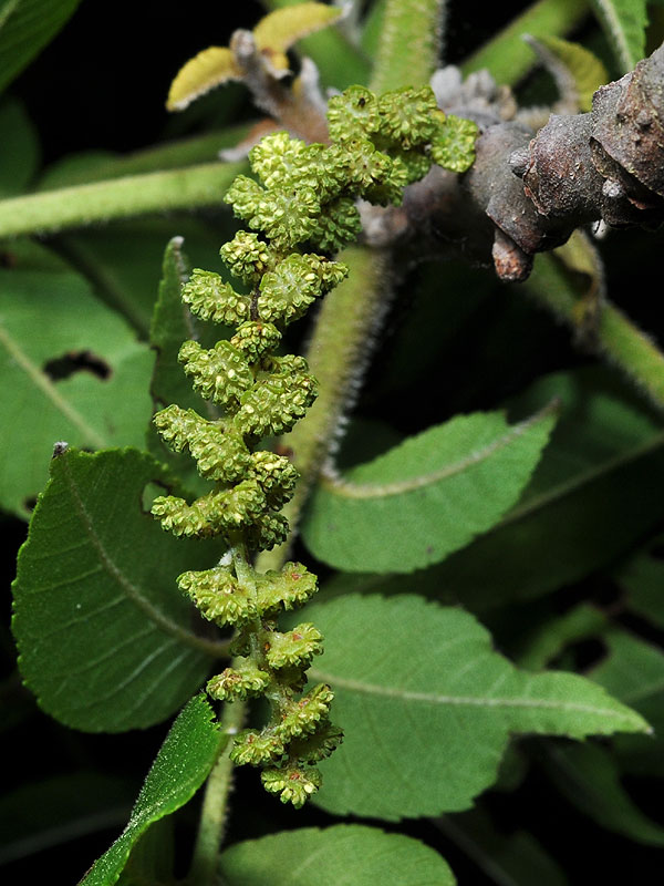 Juglans nigra