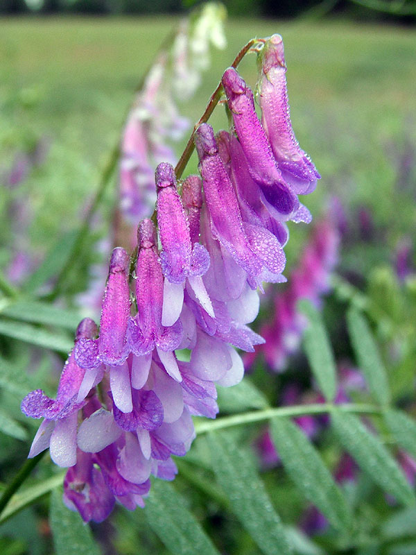 Vicia villosa