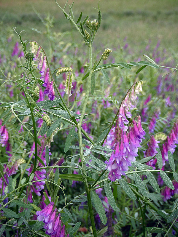 Vicia villosa