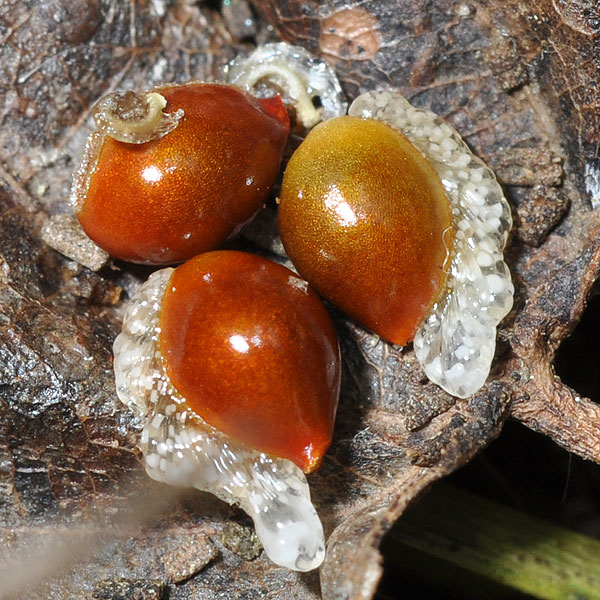 Sanguinaria canadensis