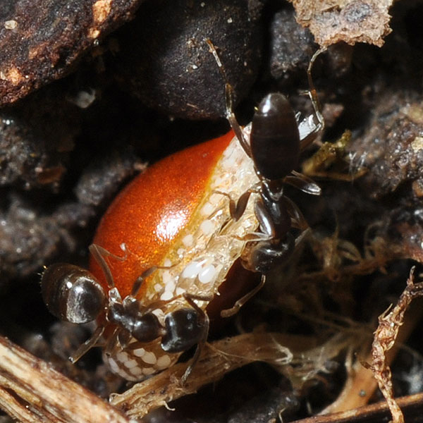 Sanguinaria canadensis