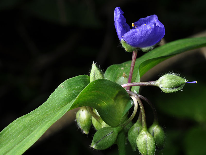 Tradescantia virginiana