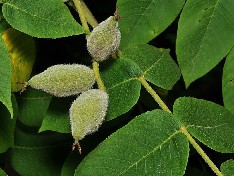 Juglans cinerea